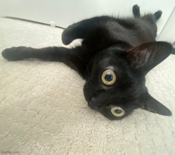 Sideways jinx | image tagged in sideways jinx | made w/ Imgflip meme maker