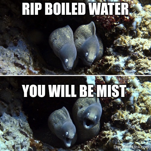 Another dumb joke + eels | RIP BOILED WATER; YOU WILL BE MIST | image tagged in aquatic scuba underwater | made w/ Imgflip meme maker
