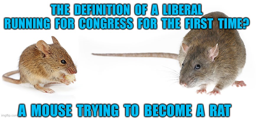 Mouse to rat | THE  DEFINITION  OF  A  LIBERAL  RUNNING  FOR  CONGRESS  FOR  THE  FIRST  TIME? A  MOUSE  TRYING  TO  BECOME  A  RAT | image tagged in definition of liberal,running for congress,first time,a mouse,trying to become rat,politics | made w/ Imgflip meme maker