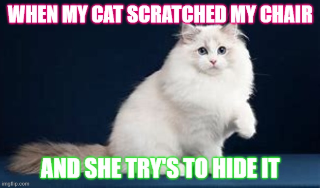 When my cat is guilty | WHEN MY CAT SCRATCHED MY CHAIR; AND SHE TRY'S TO HIDE IT | image tagged in funny memes | made w/ Imgflip meme maker