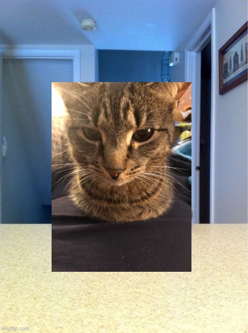 The position the cat was in in this meme image looked a lot like this photo of my cat so I replaced it. | image tagged in cats,my cat,cute,cute cat,tabby,tabby cat | made w/ Imgflip meme maker