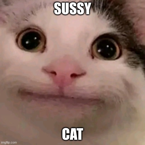 Sususususuusususussussusususuususuusuusususususususuususussussy cat | SUSSY; CAT | image tagged in beluga | made w/ Imgflip meme maker