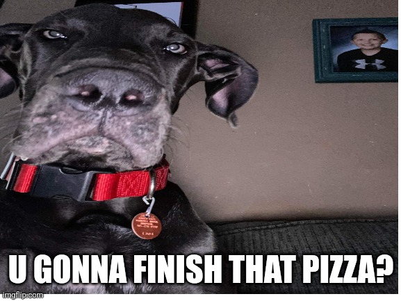 Arlow | U GONNA FINISH THAT PIZZA? | image tagged in funy | made w/ Imgflip meme maker