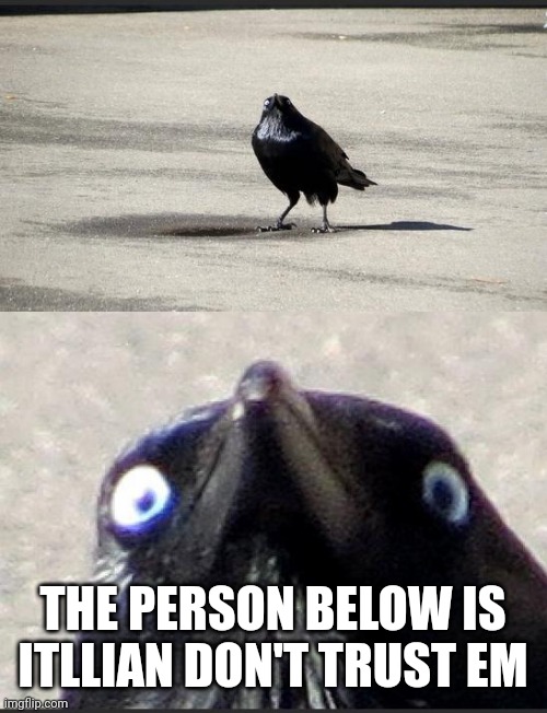 insanity crow | THE PERSON BELOW IS ITLLIAN DON'T TRUST EM | image tagged in insanity crow | made w/ Imgflip meme maker