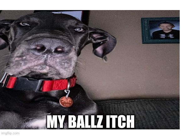 My ballz itch | MY BALLZ ITCH | image tagged in funni | made w/ Imgflip meme maker