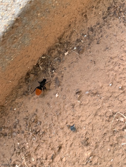 The same velvet ant as yesterday | made w/ Imgflip meme maker