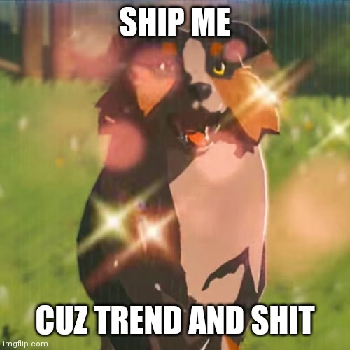 Zelda dog | SHIP ME; CUZ TREND AND SHIT | image tagged in zelda dog | made w/ Imgflip meme maker