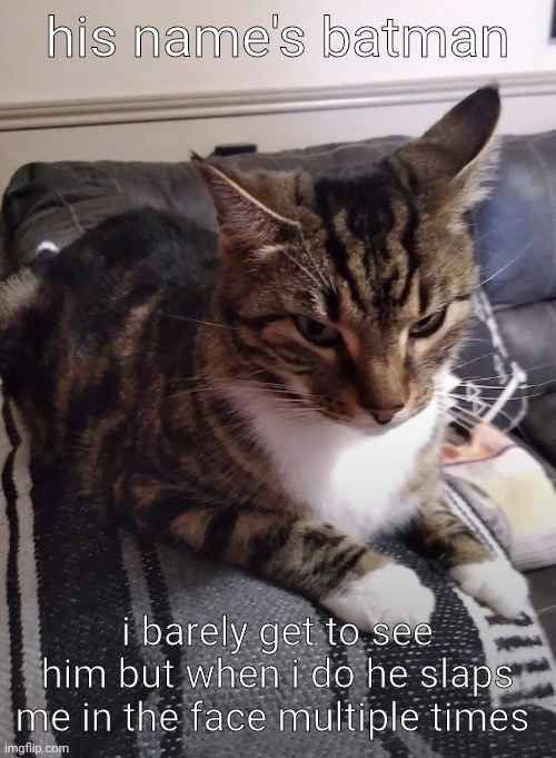 I love him sm | his name's batman; i barely get to see him but when i do he slaps me in the face multiple times | made w/ Imgflip meme maker
