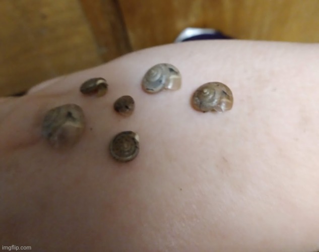 snails | made w/ Imgflip meme maker