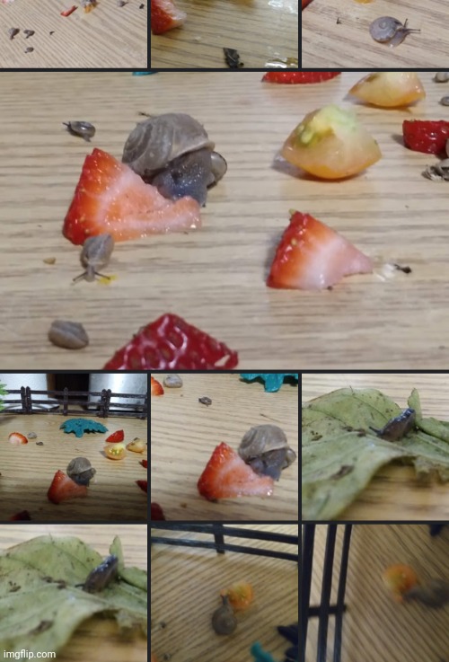 my wonderful snails | made w/ Imgflip meme maker