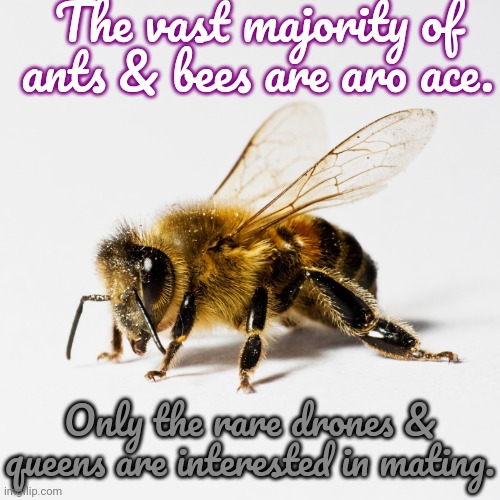 Probably agender too. | The vast majority of ants & bees are aro ace. Only the rare drones & queens are interested in mating. | image tagged in honey bee,fun fact,insects,biology,lgbt | made w/ Imgflip meme maker