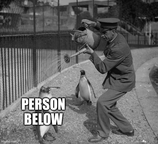A zookeeper pours water on a penguin on a hot day | PERSON BELOW | image tagged in a zookeeper pours water on a penguin on a hot day | made w/ Imgflip meme maker