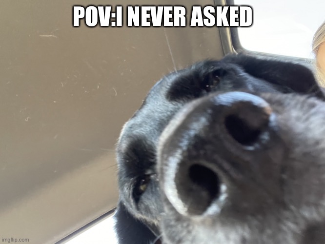 Dog |  POV:I NEVER ASKED | image tagged in dog | made w/ Imgflip meme maker