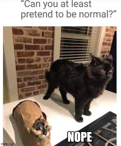 Nope! | NOPE | image tagged in funny cats,cats | made w/ Imgflip meme maker