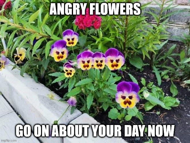 Angry Flowers | ANGRY FLOWERS; GO ON ABOUT YOUR DAY NOW | image tagged in durl earl | made w/ Imgflip meme maker