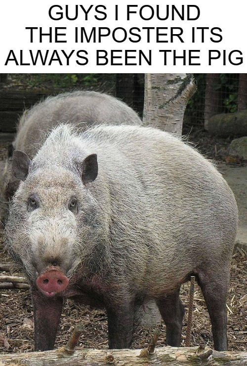ITS ALWAYS THE PIG?! | GUYS I FOUND THE IMPOSTER ITS ALWAYS BEEN THE PIG | image tagged in sus,pig,imposter,memes | made w/ Imgflip meme maker