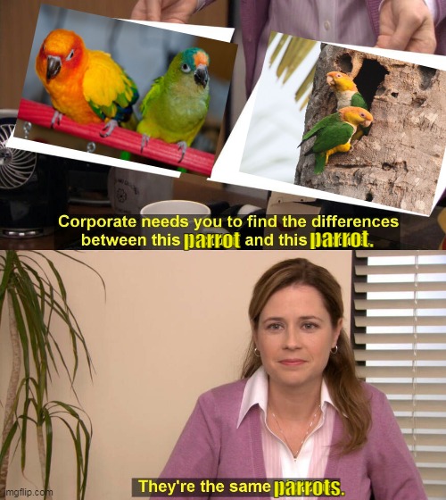 conures and caquies are the same bro- | parrot. parrot; parrots. | image tagged in they are the same picture,parrot,conure,caquie | made w/ Imgflip meme maker