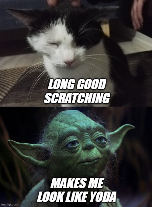 Yoda cat | LONG GOOD SCRATCHING; MAKES ME LOOK LIKE YODA | image tagged in yoda | made w/ Imgflip meme maker