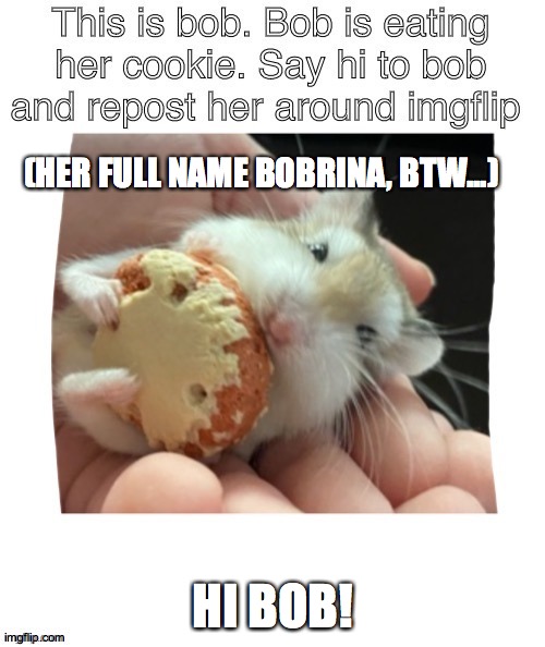 BOBBBBB | (HER FULL NAME BOBRINA, BTW...); HI BOB! | image tagged in bob | made w/ Imgflip meme maker