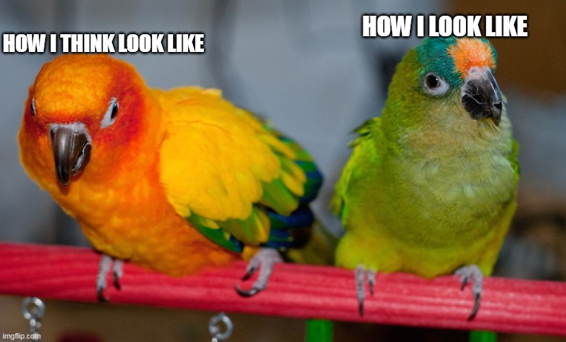 mind vs myself | HOW I LOOK LIKE; HOW I THINK LOOK LIKE | image tagged in conure | made w/ Imgflip meme maker