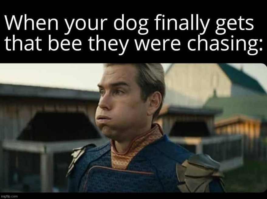 image tagged in bees,dogs | made w/ Imgflip meme maker