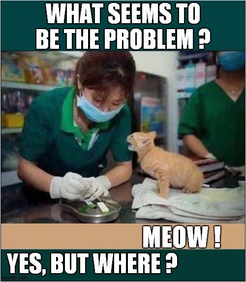 Kitten At The Vets ! | WHAT SEEMS TO BE THE PROBLEM ? MEOW ! YES, BUT WHERE ? | image tagged in cats,vets,meow | made w/ Imgflip meme maker