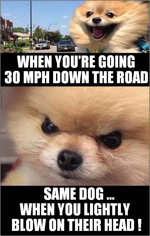 Mixed Emotions ! | WHEN YOU'RE GOING 30 MPH DOWN THE ROAD; SAME DOG ... 
WHEN YOU LIGHTLY
 BLOW ON THEIR HEAD ! | image tagged in dogs,speed,blowing,emotions | made w/ Imgflip meme maker