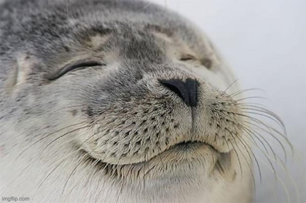 Satisfied Seal Meme | image tagged in memes,satisfied seal | made w/ Imgflip meme maker