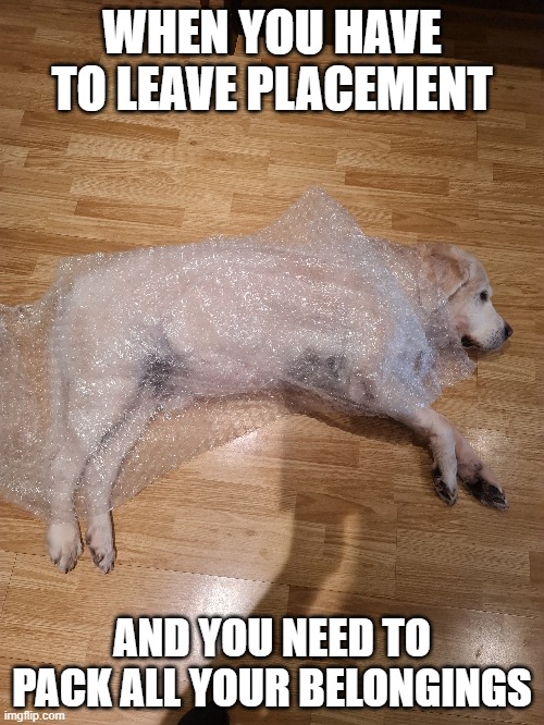 Packing my life |  WHEN YOU HAVE TO LEAVE PLACEMENT; AND YOU NEED TO PACK ALL YOUR BELONGINGS | image tagged in funny,dog | made w/ Imgflip meme maker