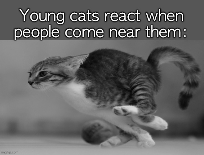 Fast running cat | Young cats react when people come near them: | image tagged in fast running cat | made w/ Imgflip meme maker