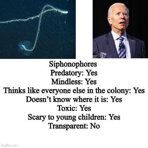 Biden Siphonophore | Siphonophores 
Predatory: Yes
Mindless: Yes
Thinks like everyone else in the colony: Yes
Doesn’t know where it is: Yes
Toxic: Yes
Scary to young children: Yes
Transparent: No | image tagged in blank square | made w/ Imgflip meme maker