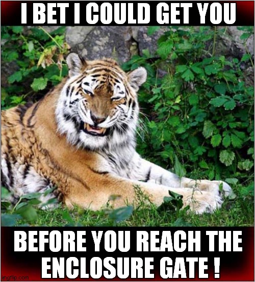 Can You Outrun This Tiger ? | I BET I COULD GET YOU; BEFORE YOU REACH THE
 ENCLOSURE GATE ! | image tagged in tiger,chase,challenge,dark humour | made w/ Imgflip meme maker