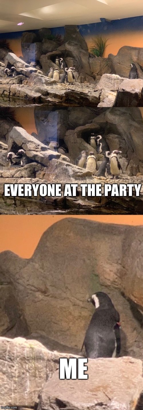 EVERYONE AT THE PARTY; ME | image tagged in socially awkward penguin,socially awkward,penguin,funny,animals | made w/ Imgflip meme maker