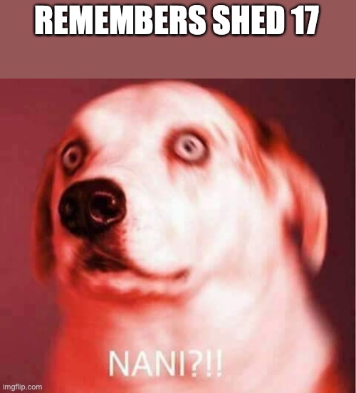 Nani? | REMEMBERS SHED 17 | image tagged in nani | made w/ Imgflip meme maker