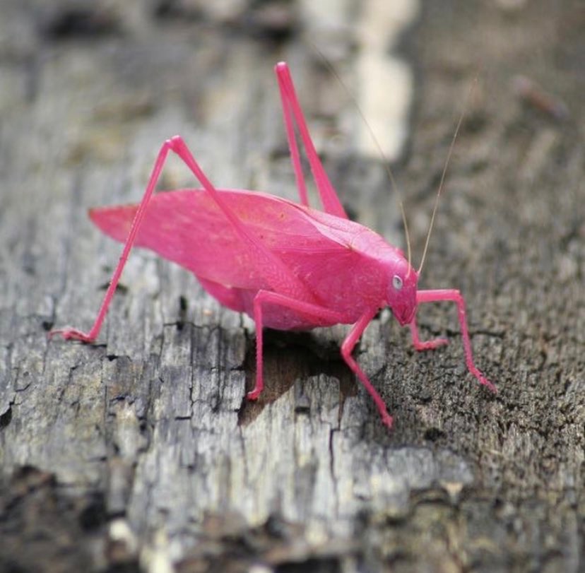 A Rare Pink Katydid | image tagged in awesome,pics,photography | made w/ Imgflip meme maker