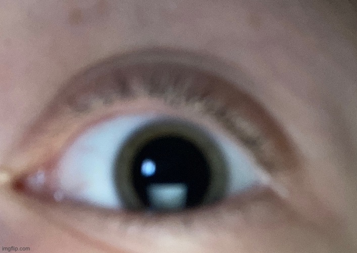 I Look Like A Cat Rn Imgflip