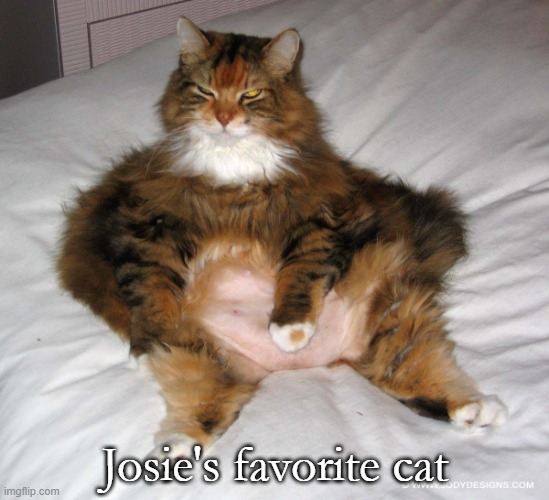 Josie's cat | Josie's favorite cat | image tagged in i'm not fat | made w/ Imgflip meme maker