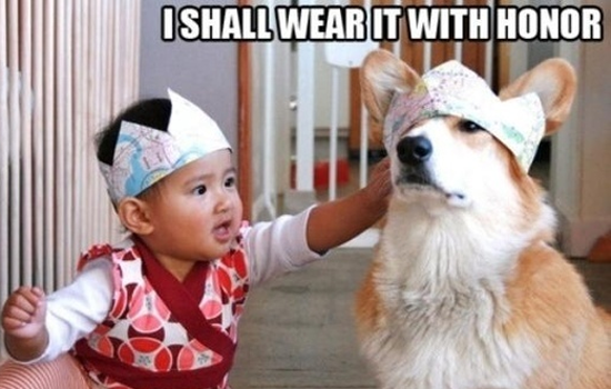 image tagged in funny,dogs