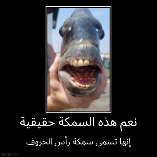 سمك | نعم هذه السمكة حقيقية | إنها تسمى سمكة رأس الخروف | image tagged in funny,demotivationals | made w/ Imgflip demotivational maker