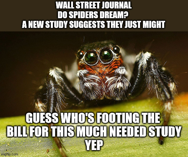 Your Tax $ At "Work" | WALL STREET JOURNAL
DO SPIDERS DREAM? 
A NEW STUDY SUGGESTS THEY JUST MIGHT; GUESS WHO'S FOOTING THE 
BILL FOR THIS MUCH NEEDED STUDY
YEP | image tagged in taxes,washington dc,politicians suck | made w/ Imgflip meme maker