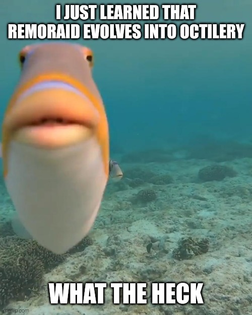 It doesn't make sense to me | I JUST LEARNED THAT REMORAID EVOLVES INTO OCTILERY; WHAT THE HECK | image tagged in staring fish | made w/ Imgflip meme maker