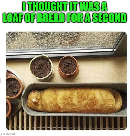 I THOUGHT IT WAS A LOAF OF BREAD FOR A SECOND | made w/ Imgflip meme maker