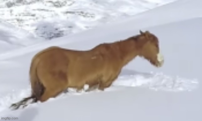 "is that a horse, boris?" "of course, morris, it is a horse of course, hit by nature's force" (im sorry) | made w/ Imgflip meme maker