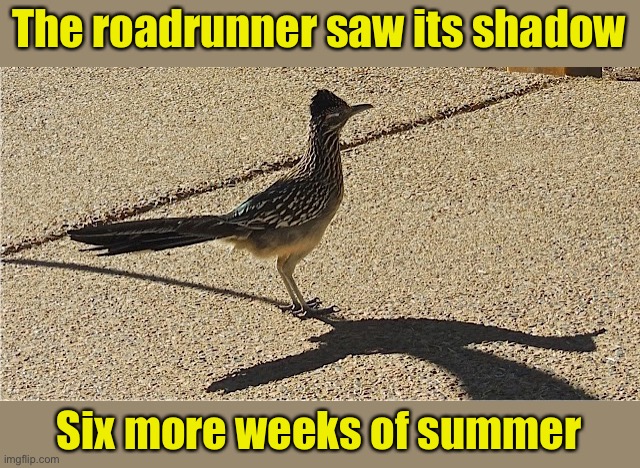 Six more weeks of summer | The roadrunner saw its shadow; Six more weeks of summer | image tagged in roadrunner,groundhog day,shadow | made w/ Imgflip meme maker