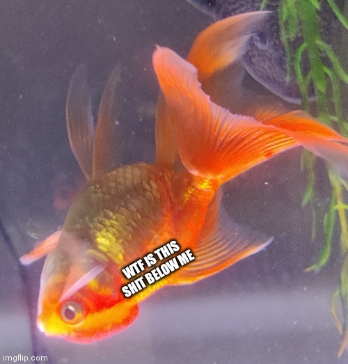 Wtf is this shit below me | image tagged in wtf is this shit below me | made w/ Imgflip meme maker