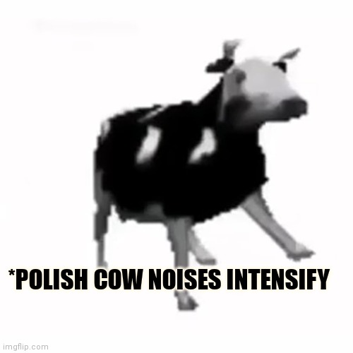 polish cow | *POLISH COW NOISES INTENSIFY | image tagged in polish cow | made w/ Imgflip meme maker