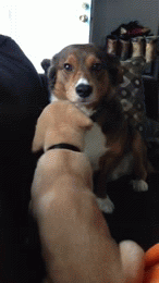 dog eats dog face | image tagged in gifs | made w/ Imgflip video-to-gif maker