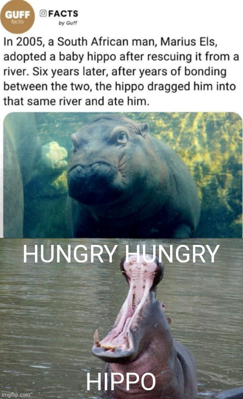 Hippo | HUNGRY HUNGRY; HIPPO | image tagged in hippo mouth open,hippos,memes,meme,baby,hippo | made w/ Imgflip meme maker