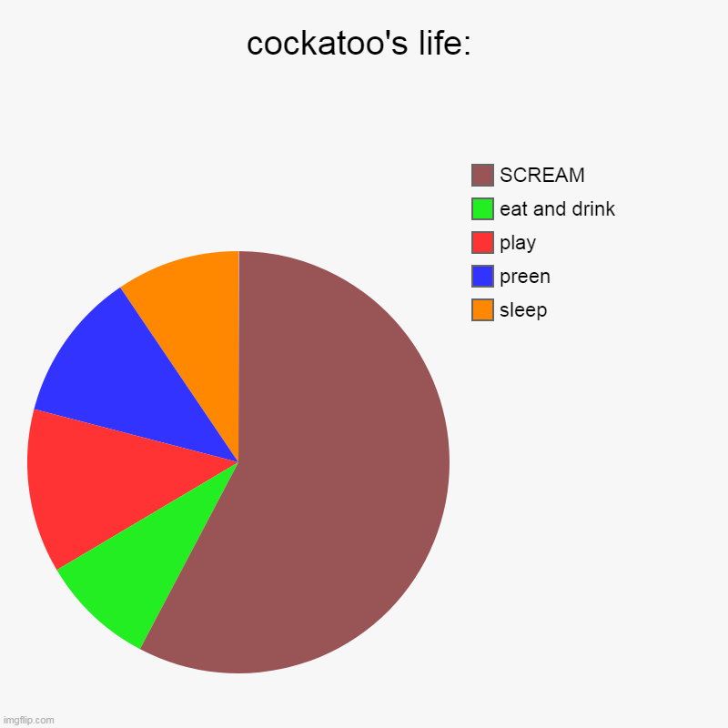 LE SCREAM | cockatoo's life: | sleep, preen, play, eat and drink, SCREAM | image tagged in charts,pie charts,cockatoo,parrot | made w/ Imgflip chart maker