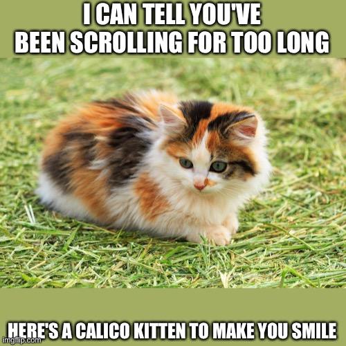 I CAN TELL YOU'VE BEEN SCROLLING FOR TOO LONG; HERE'S A CALICO KITTEN TO MAKE YOU SMILE | image tagged in cats,calico,cute | made w/ Imgflip meme maker